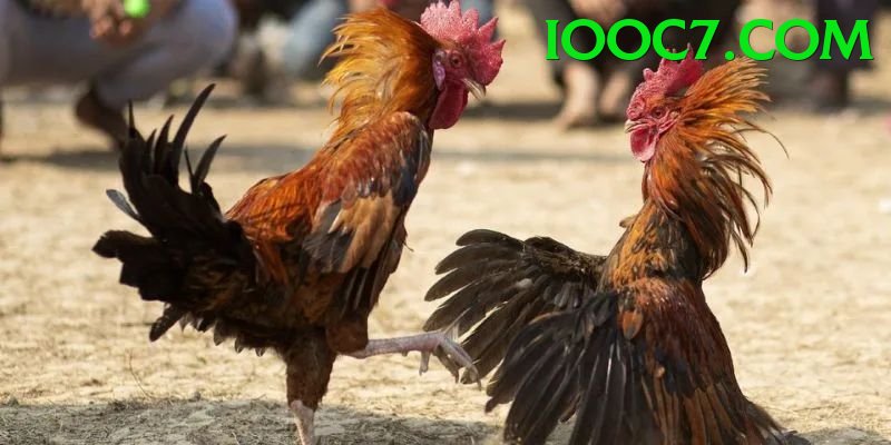 Đá Gà Trực Tiếp - vz99