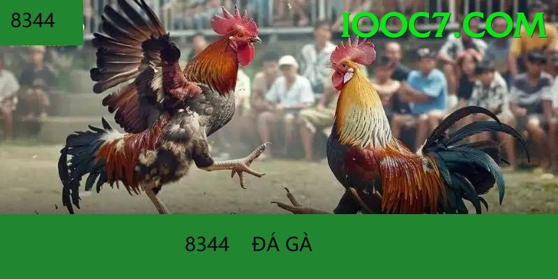 Đá Gà Trực Tiếp - Trải nghiệm tuyệt vời